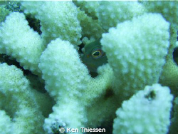 Arc Eye Hawkfish hiding in coral. by Ken Thiessen 